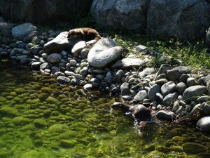 Loutre d'Asie