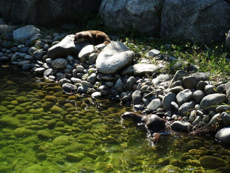 Loutre d'Asie