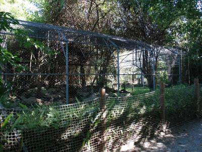 Panthère des neiges - 2016