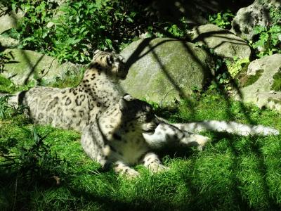 Panthère des neiges - 2016