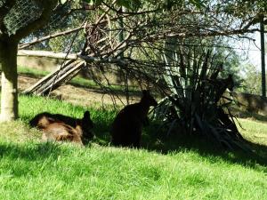 Wallaby bicolor