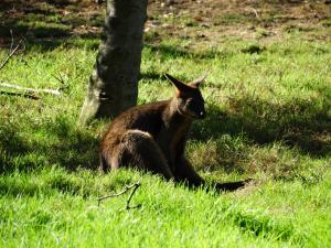 Wallaby bicolor