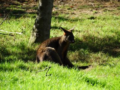 Wallaby bicolor - 2016