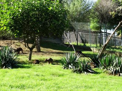 Wallaby bicolor - 2016