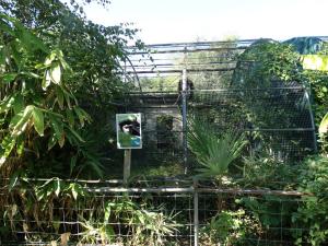 Gibbon lar
