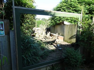 Mangouste fauve - 2016