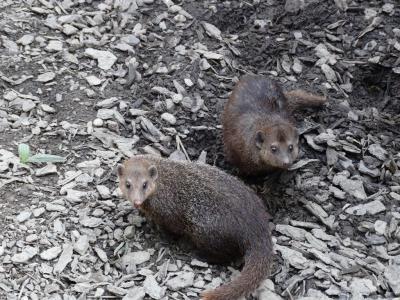 Mangouste fauve - 2016