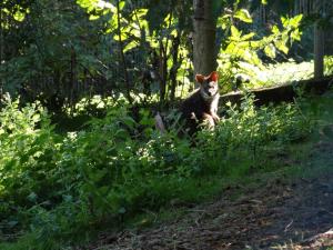 Pademelon à queue courte
