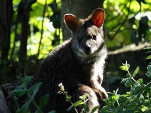 Pademelon à queue courte