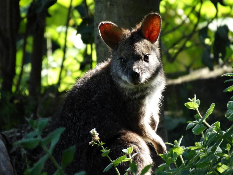 Pademelon à queue courte