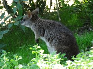 Pademelon à queue courte