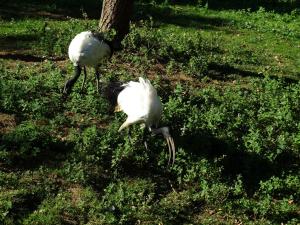Ibis sacré