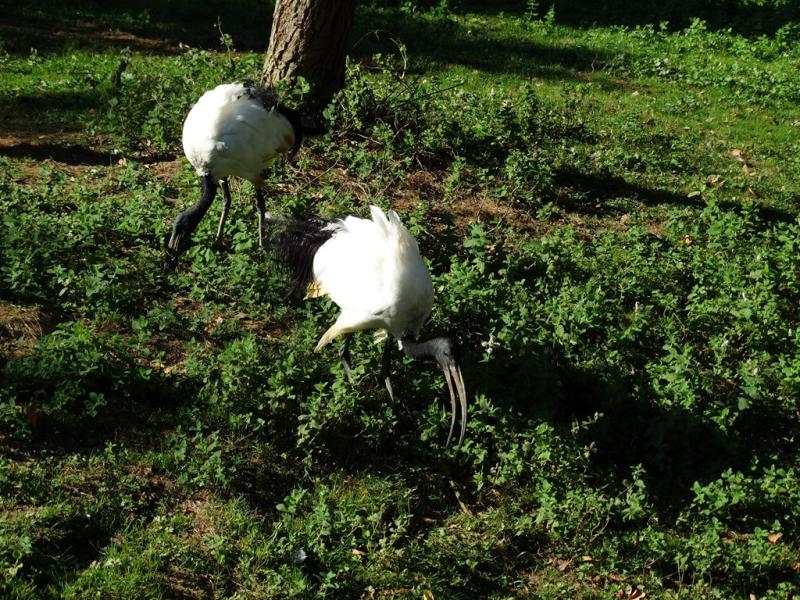 Ibis sacré