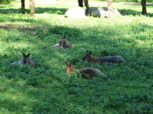 Wallaby de Bennett