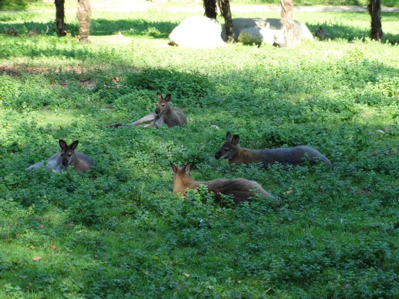 Wallaby de Bennett