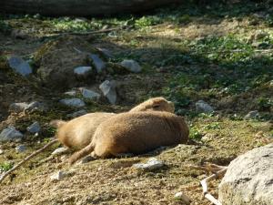 Chien de prairie
