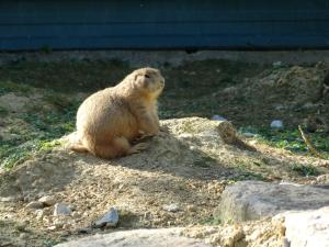 Chien de prairie