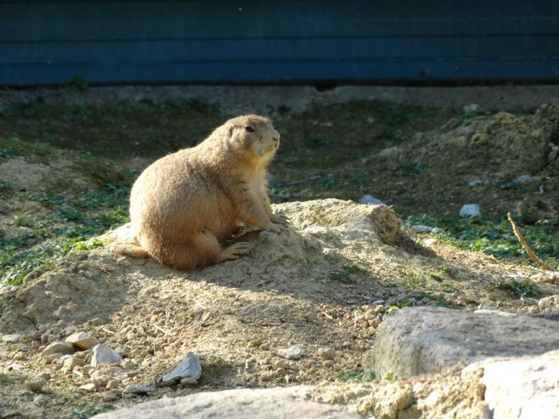 Chien de prairie