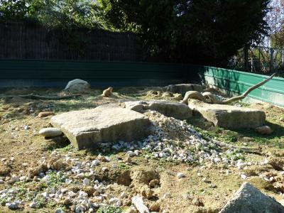 Chien de prairie - 2016