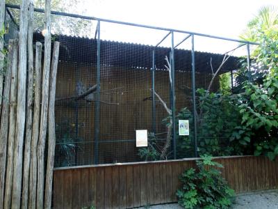 Grand duc de Verreaux - 2016