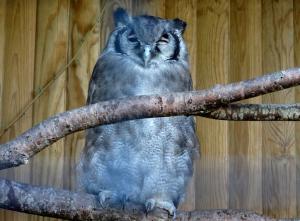 Grand duc de Verreaux