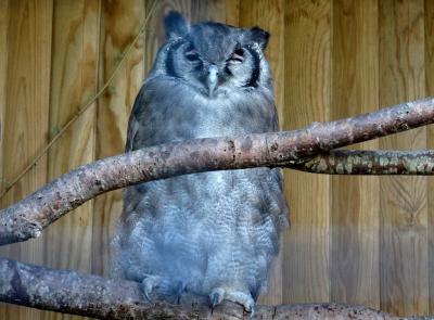 Grand duc de Verreaux - 2016