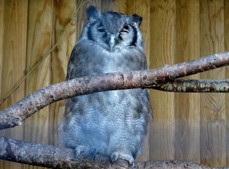 Grand duc de Verreaux
