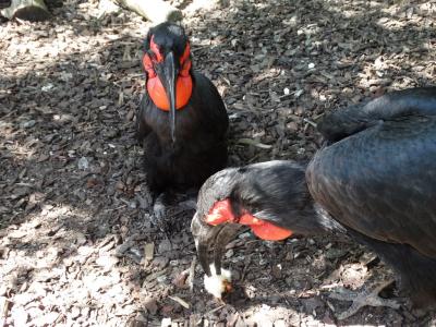 Calao de Leadbeater - 2016