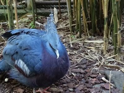 Goura de Victoria - 2016