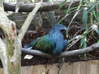 Pigeon nicobar - 2016