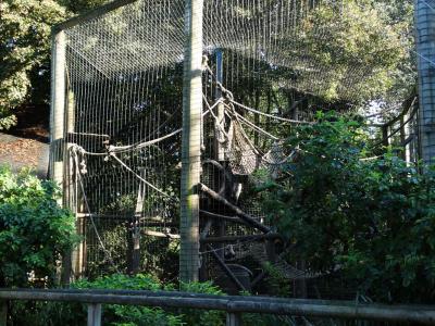 Capucin à gorge blanche - 2016