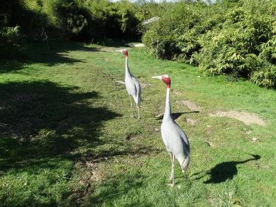 Grue antigone - 2016