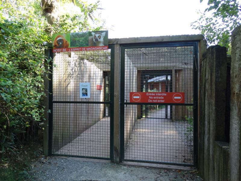 Lémuriens