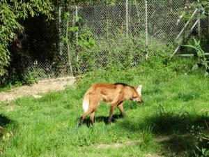 Loup à crinière