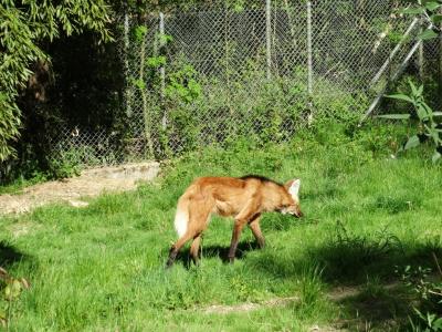 Loup à crinière - 2016