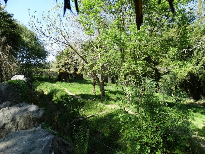 Loup à crinière