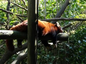 Panda roux