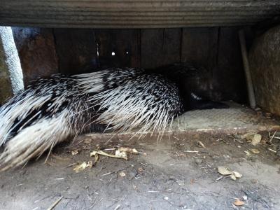 Porc-épic indien - 2016