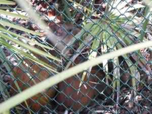 Agouti
