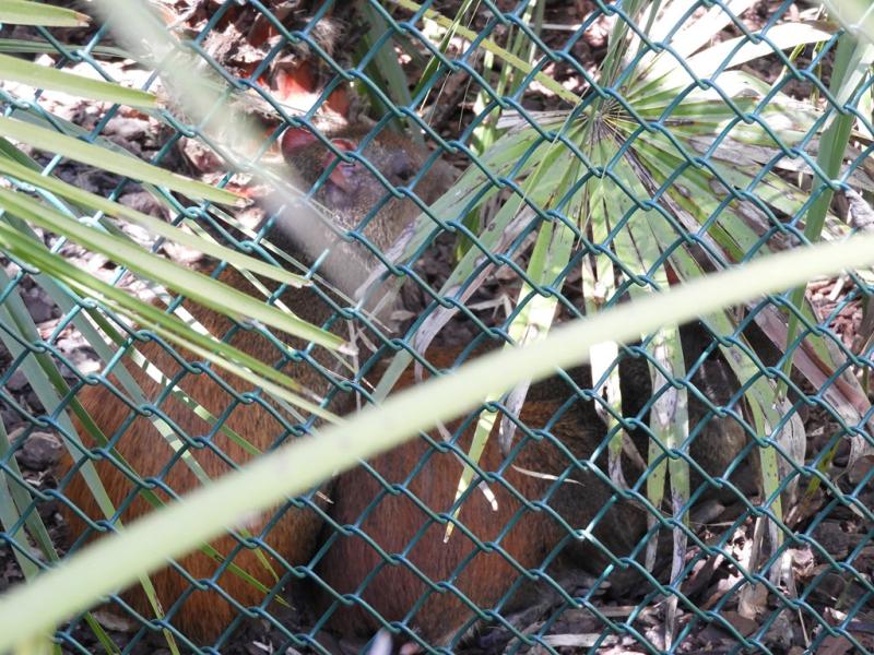 Agouti