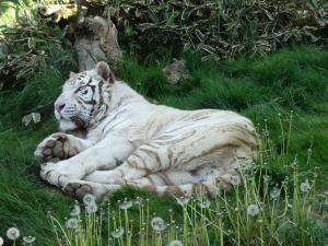Tigre blanc