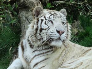 Tigre blanc