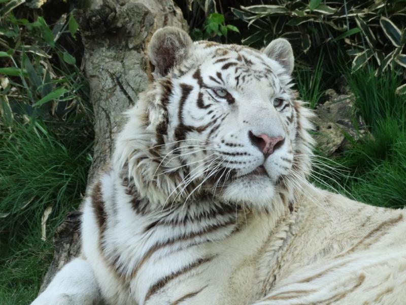 Tigre blanc