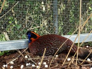 Tragopan de Temminck