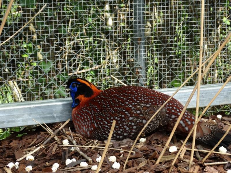 Tragopan de Temminck
