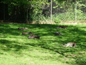 Wallaby de Bennett