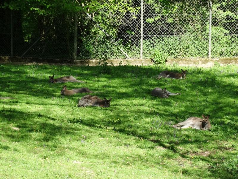 Wallaby de Bennett