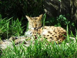 Serval