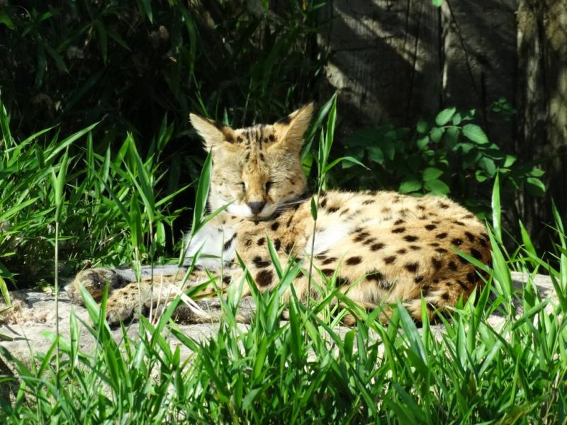 Serval