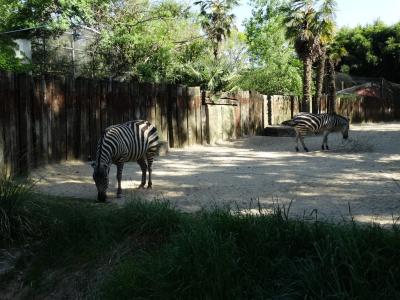 Zébre de Grant - 2016